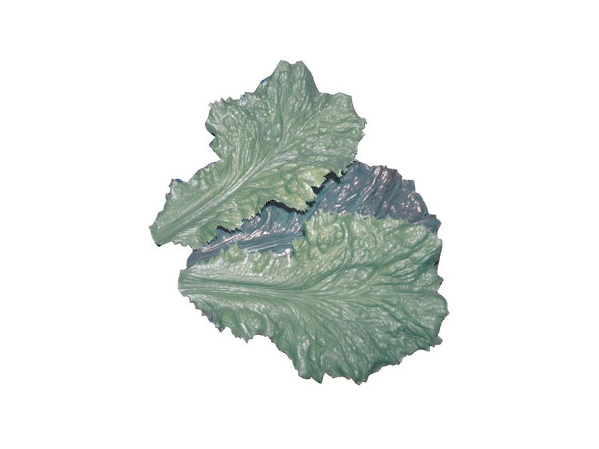 Romaine Lettuce Replica